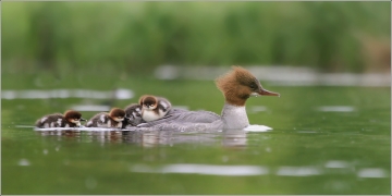 <p>MORČÁK VELKÝ (Mergus merganser) Praha - Stromovka /Common merganser - Gänsesänger/</p>